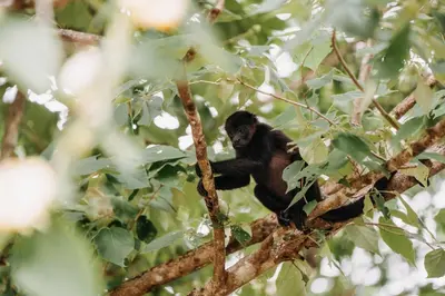 a monkey sitting on top of a tree branch at La VanDida, Camper house in Paraíso