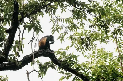 a monkey sitting on a branch of a tree at La VanDida, Camper house in Paraíso