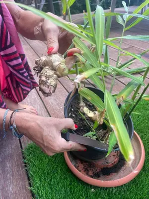 a person holding a plant in a pot at Susanne's Bungalow de Casa Felicidad in Paquera