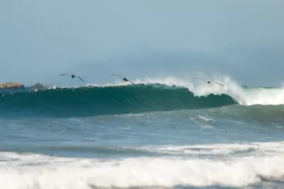 a group of birds flying over a wave in the ocean at Bodhi Tree Yoga Resort in Nosara