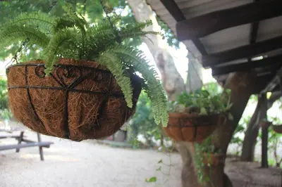 two potted plants are hanging from a building at Tsunami Hostel in Tamarindo