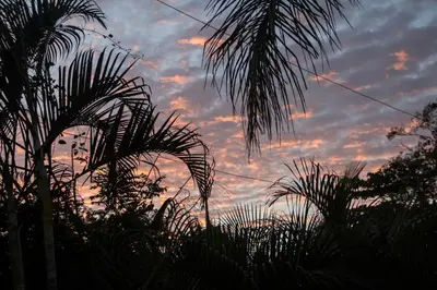 a sunset with palm trees in the foreground at Tsunami Hostel in Tamarindo