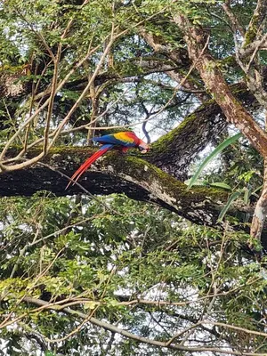 a colorful bird perched on a tree branch at Villa Fortuna in San José Pinilla