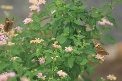 two butterflies are sitting on a plant with flowers at 2 Bedroom Guest House with Pool in Hacienda Miravalles