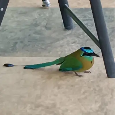 a colorful bird standing on the ground next to a table at 2 Bedroom Guest House with Pool in Hacienda Miravalles