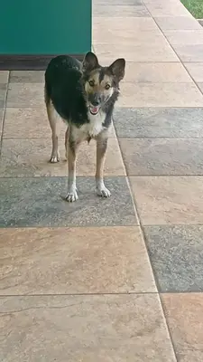 a small dog standing on a tile floor at 2 Bedroom Guest House with Pool in Hacienda Miravalles