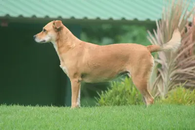 a brown dog standing on a grass field at 2 Bedroom Guest House with Pool in Hacienda Miravalles