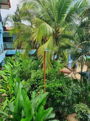 a garden with palm trees and a street light at Marina Loft Studio 224 in Coco