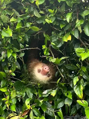 a sloth poking its head out of a tree at Arenal Tropical Home Villa in Fortuna