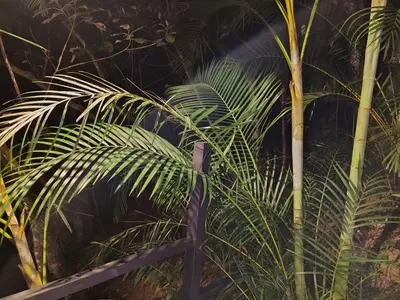 a bunch of palm trees with a wooden fence at Villa Los Colibrí 11 in Agua Blanca