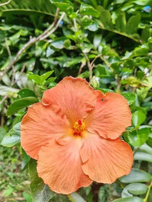 a close up of a large orange flower at Villa Los Colibrí 11 in Agua Blanca
