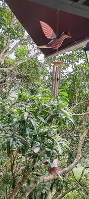two birds perched on top of a tree at Villa Los Colibrí 11 in Agua Blanca