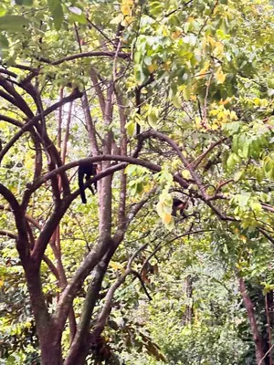 a tree with a bunch of branches and leaves at Cabañas Playa Cedros in Puntarenas