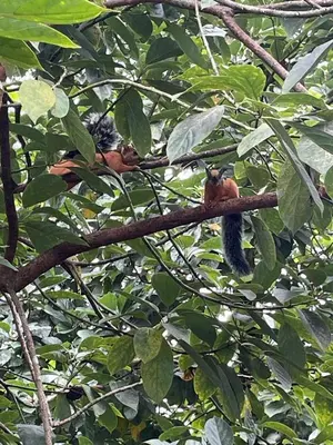 three monkeys are sitting on a tree branch at Cabañas Playa Cedros in Puntarenas