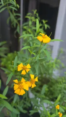 a group of yellow flowers on a plant at Casita el Jardin in Nuevo Arenal
