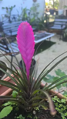 a pink flower on top of a plant at Casita el Jardin in Nuevo Arenal