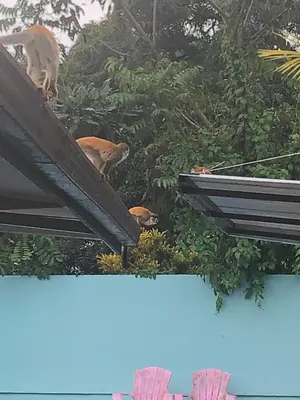 two cats standing on top of a roof at Casa Monos in Quepos