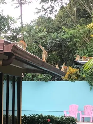 a group of birds sitting on top of a roof at Casa Monos in Quepos