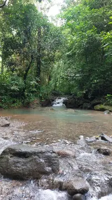 a stream of water with rocks in front of trees at Private room in nature in Coronado