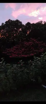 a group of pink flowers in front of trees at Cabina el atardecer in Monteverde Costa Rica