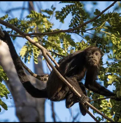 a monkey is sitting on a tree branch at Pequeno Paraiso - New Studio, 10min walk to Potrero beach, tranquil - Unit D in Potrero