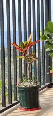 a plant in a green pot on a balcony at Bellavista Ceci A2 in San Ramón