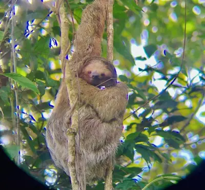 a sloth is sleeping in a tree at La Cueva del Perezoso in Ángeles