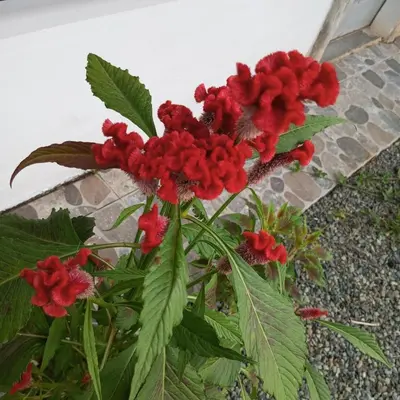 a bunch of red flowers on a plant at Apartamento Nuevo amueblado La Paz #1 Quepos in Savegre