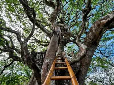 a ladder up in a tree with at Artistic house in a coffee plantation in Tajo Alto