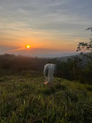 a white horse standing in a field at sunset at Artistic house in a coffee plantation in Tajo Alto