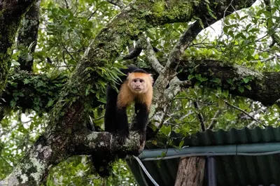 a monkey is sitting on a tree branch at Artistic house in a coffee plantation in Tajo Alto