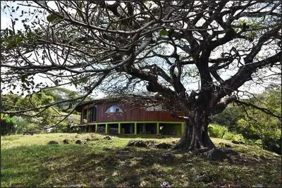 a large tree in front of a house at Artistic house in a coffee plantation in Tajo Alto