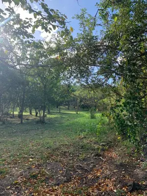 a park with trees and a grass field at Hospedaje Oropendola Nest in Bagaces