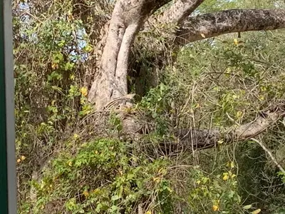 a tree with branches and leaves at Hospedaje Oropendola Nest in Bagaces