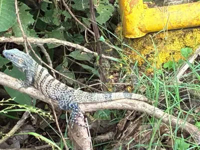 a snake on the ground next to a fire hydrant at Hospedaje Oropendola Nest in Bagaces