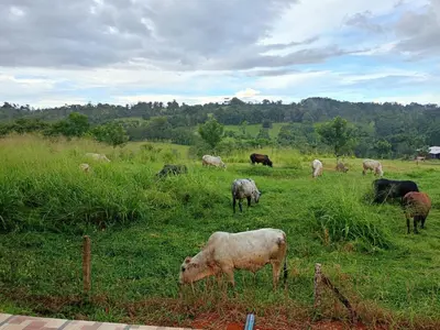a herd of animals grazing in a field of grass at Rios-lodge in Mirador