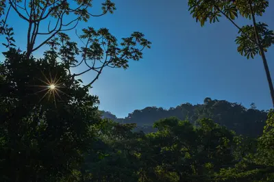 a view of the jungle from the forest at Cabaña el Chapuzón montaña y rio, lugar fresco in Cedral