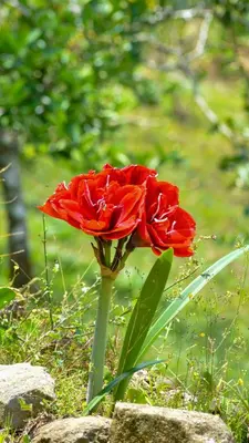 a red rose is standing in the grass at Cabaña el Chapuzón montaña y rio, lugar fresco in Cedral