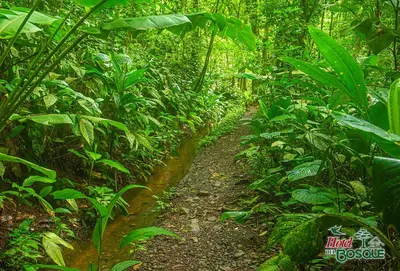 a dirt trail in the middle of a jungle at Hotel del Bosque in Río Cuarto