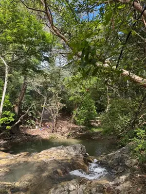 a creek in a wooded area with rocks and trees at Casa Mangos Macondo Lepanto in Lepanto