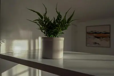 a plant in a white pot sitting on a table at Nido del Parque, Zarcero in Zarcero