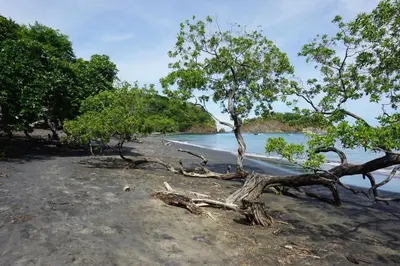 a group of trees on a beach near the water at Serena Suites H3 in Coco