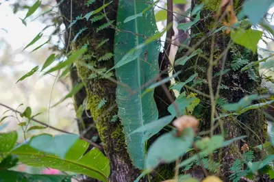 a green bird sitting on the side of a tree at Casa Guanabana in Nicoya