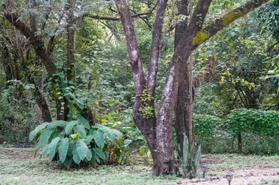 a group of trees and a plant in a forest at Casa Guanabana in Nicoya