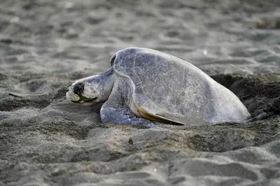 a turtle laying on the sand on the beach at Casa Guanabana in Nicoya