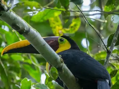 a toucan sitting on a branch of a tree at Digrú Spaa in Pejibaye