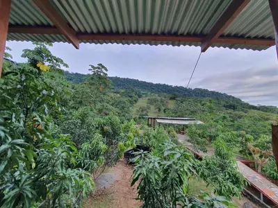 a view of a banana plantation with a mountain in the background at Digrú Spaa in Pejibaye
