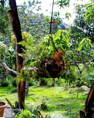 a plant hanging from a tree in a garden at Digrú Spaa in Pejibaye