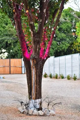 a tree with pink ribbon around the trunk at Nanay's House in Venado