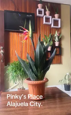 a plant in a pot sitting on a table at Pinky s Place Alajuela City Airport Costa Rica in Alajuela City